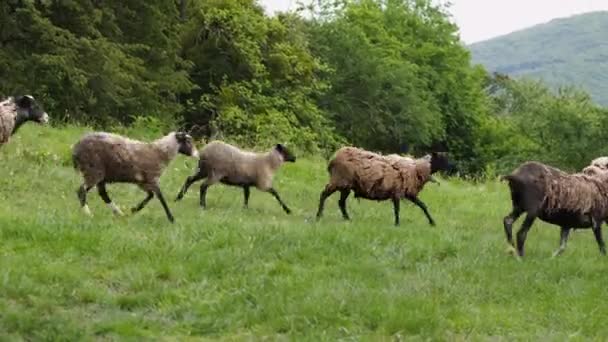 Egy Juhcsorda Kis Bárányokkal Hegyekben Egy Réten Fekszik Mezőgazdaság Fogalma — Stock videók