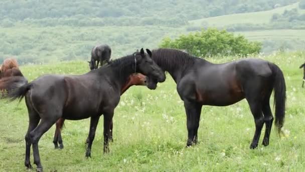 Two Black Stallions Jump Each Other Sort Out Sides Mountain — Stock Video