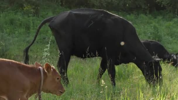 Primer Plano Una Vaca Negra Comiendo Hierba Meando Concepto Agricultura — Vídeo de stock