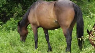 Bir çayırda çimen yiyen bir atın yakın plan çekimleri. Tarım kavramı