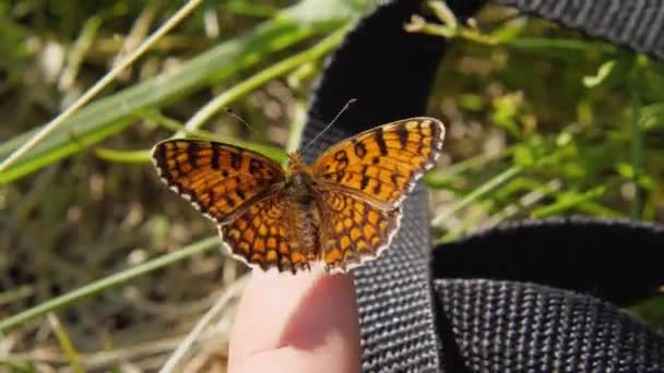 蝶Melitaea Phoebeは指に座って その翼をフラップします 背景がぼやけている — ストック動画