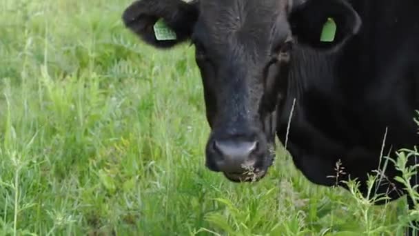 Primer Plano Cabeza Una Vaca Negra Masticando Hierba Concepto Agricultura — Vídeo de stock