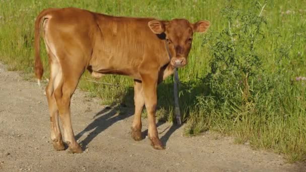 Boynunda Tasması Olan Kahverengi Bir Buzağı Çakıllı Bir Yolda Duruyor — Stok video