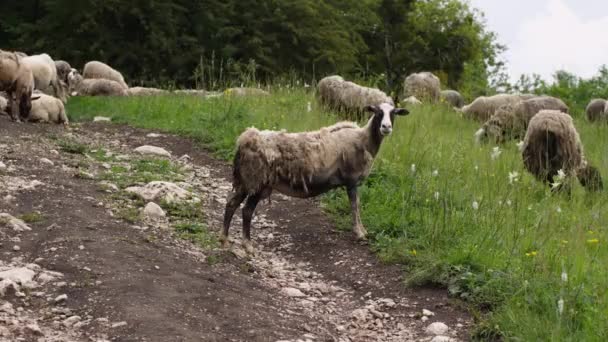 Egy Vedlő Bárány Néz Kamerába Hátterében Hegyek Legelő Csordák Mezőgazdaság — Stock videók