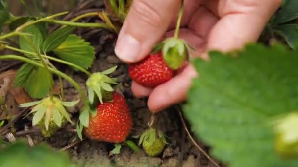 European Woman Hand Picks Fresh Organic Strawberry Local Farm Ground — Stock Video