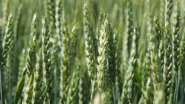 Close Green Wheat Stalks Field Camera Moves Right Left Concept — Stock Video