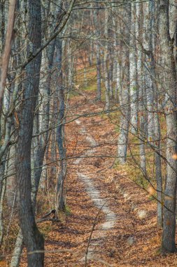 Ormanda, ağaçların arasına düşen yapraklarla dolu bir yaya yolu. Sonbahar manzarası