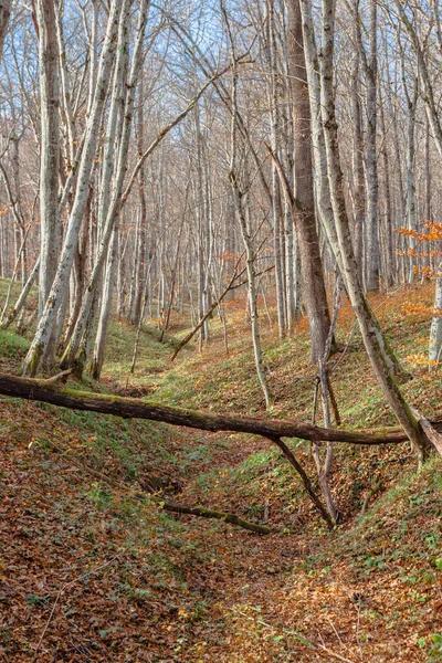 Vordergrund Überspannte Ein Trockener Umgestürzter Baum Eine Schlucht Dahinter Stehen — Stockfoto