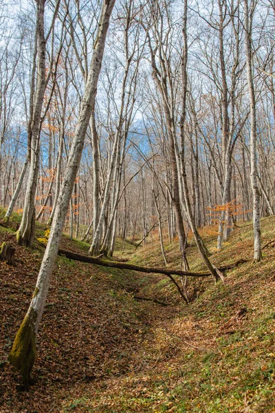 Trees Leaves Standing Autumn Forest — Stock Photo, Image