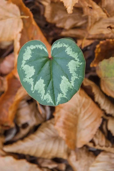 Nahaufnahme Eines Grünen Blattes Eines Wilden Cyclamens Zwischen Abgefallenen Blättern — Stockfoto