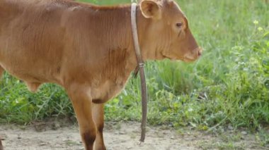 Boynunda ip olan kahverengi bir buzağı otlağın arka planına karşı yolda duruyor. Tarım kavramı