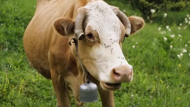 首の草を噛むベルで牛の頭のクローズアップ 顔にハエがいる 農業の概念 — ストック動画