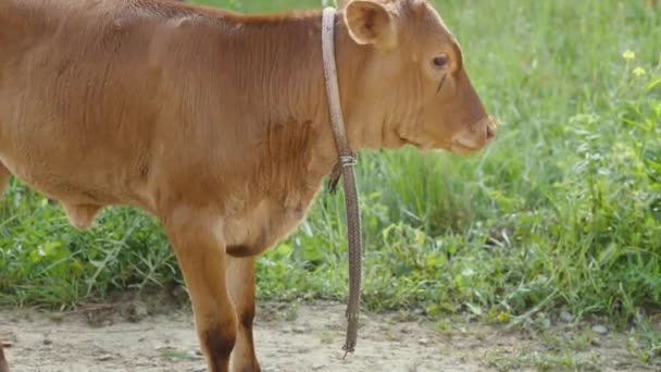 밧줄을 두르고 갈색의 송아지 마리가 목초지를 배경으로 농업의 — 비디오