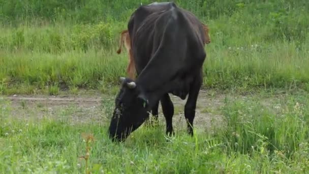 Detailní Záběr Černé Krávy Pojídající Trávu Louce Koncept Zemědělství — Stock video