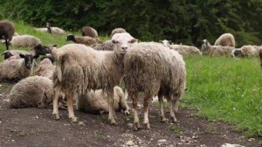 Dağlardaki bir otlakta kirli yün döken beyaz koyun sürüsü. Tarım kavramı