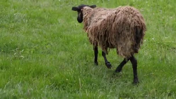 Uma Ovelha Marrom Com Pêlo Sujo Caminha Através Campo Grama — Vídeo de Stock