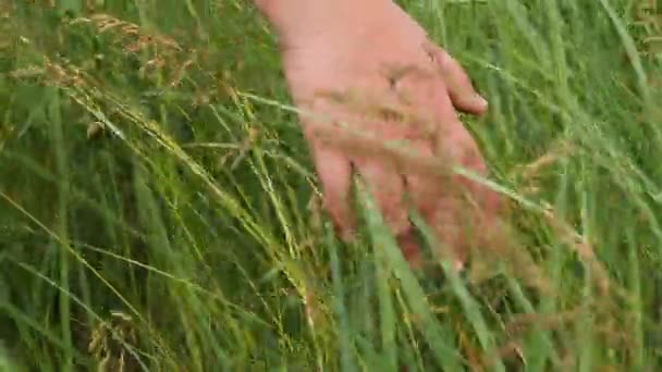 Slow Motion Woman Hand Strokes Green Grass Camera Follows Hand — Vídeos de Stock