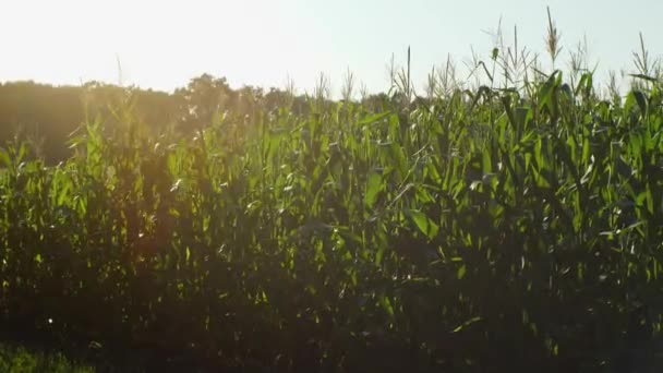 Field Corn Rays Setting Sun Sways Wind Concept Agriculture — Vídeos de Stock