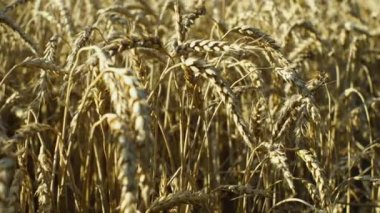 Batan güneşin ışığında sarı buğday kulaklarına yakın çekim. Kamera sağdan sola hareket eder. Tarım kavramı