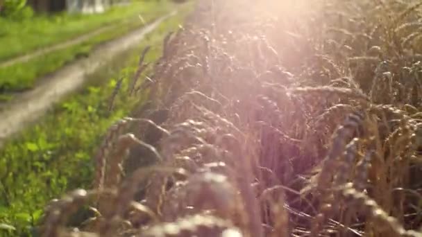 夕阳西下 黄色的麦穗在风中摇曳 阳光照射在照相机上 农业的概念 — 图库视频影像