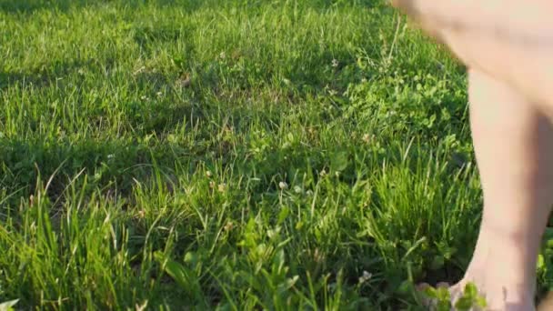 Young Woman Bare Feet Run Close Green Grass Slow Motion — Vídeos de Stock