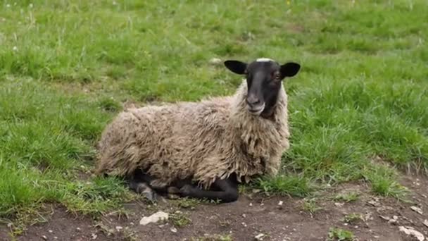 Ένα Μαύρο Πρόβατο Βρώμικη Γούνα Πηδάει Απότομα Και Σκάει Για — Αρχείο Βίντεο