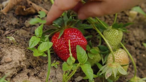 一只人类的手拔出一个巨大的红色草莓 女人的手采摘成熟的草莓 后续行动 — 图库视频影像