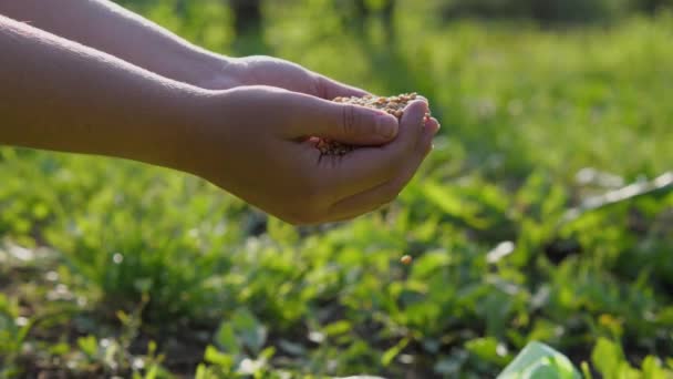 Замедленной Съемки Женские Руки Просеивают Зерно Пшеницы Между Ладонями Макро — стоковое видео