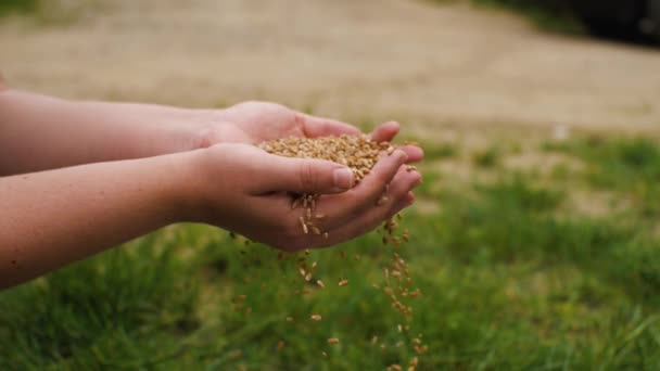 Langzame Beweging Als Een Graankorrel Valt Tussen Handpalmen Van Vrouwen — Stockvideo