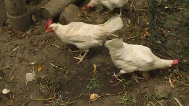 Vita Kycklingar Privat Gård Äter Gräs Begreppet Jordbruk — Stockvideo