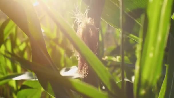 Close Uma Orelha Milho Luz Solar Pôr Sol Conceito Agricultura — Vídeo de Stock