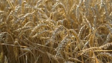 Gün batımında bir buğday kulağı yakın çekim, kameranın aşağıdan yukarıya hareketi. Tarım kavramı