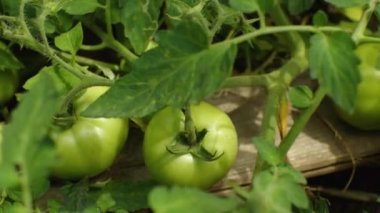 Çiftçi bahçesinde yeşil domatesli bir dalın yakın çekimi. Kamera sağdan sola hareket eder. Sağlıklı ve sağlıklı beslenme kavramı