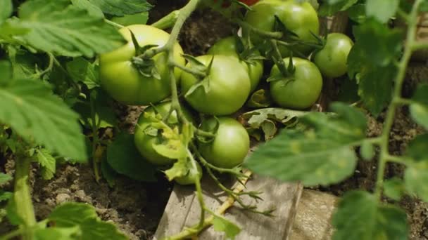 Close Bush Green One Red Tomato Farmer Garden Movement Camera — Stock Video