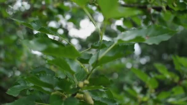 Primer Plano Las Hojas Mano Ramas Frutos Maduros Morera Movimiento — Vídeos de Stock