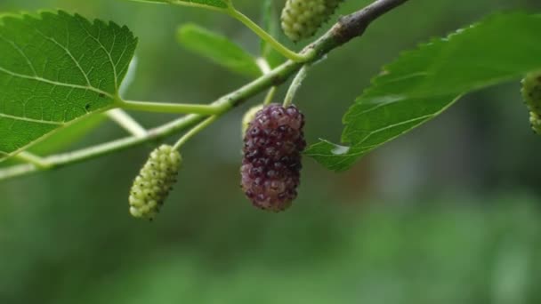 Close Van Een Rijpe Moerbeivrucht Takken Een Moestuin — Stockvideo