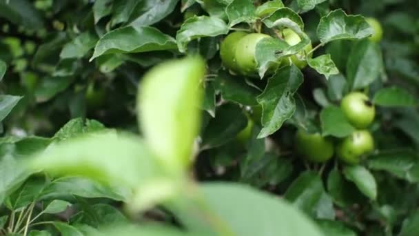 在自家花园的苹果树上 把树叶和年轻的苹果紧密地放在一起 摄像机从底部向上移动 健康饮食的概念 — 图库视频影像