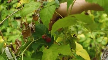 Kızın eli çalılıktan olgun bir ahududu koparıp tabağa koyuyor. Çiftlik geliştirme kavramı