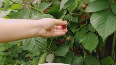 Bir kadının eli bahçesindeki bir çalılıktan olgun bir ahududu meyvesi topluyor. Çiftlik geliştirme kavramı