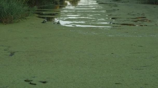 Narrow Water Channel Has Turned Swamp Covered Duckweed Camera Movement — Stok Video