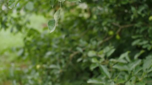 Gros Plan Jeunes Pommes Vertes Sur Pommier Dans Jardin Paysan — Video