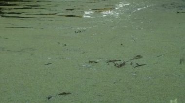 Ormanın arka planında ördek yosunuyla kaplı yeşil bir bataklık. Kamera hareketliliği aşağıdan yukarıya