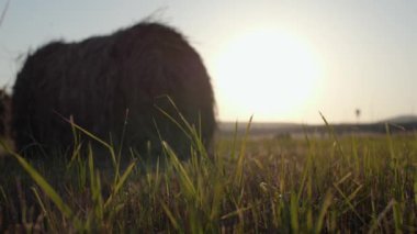 Green grass on the background of a twisted haystack. Close-up. The camera moves from right to left. The concept of agriculture