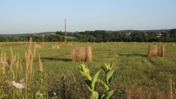 Fieno Rotondo Sullo Sfondo Calamagrostis Acutiflora Concetto Agricoltura — Video Stock