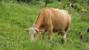 Büyük kırmızı bir inek otlakta ot yiyor. Tarım kavramı