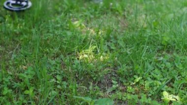 İnsan bacakları metal dedektörle bozuk para ve hazine için yeşil camda arama yapıyor. Yaklaş.