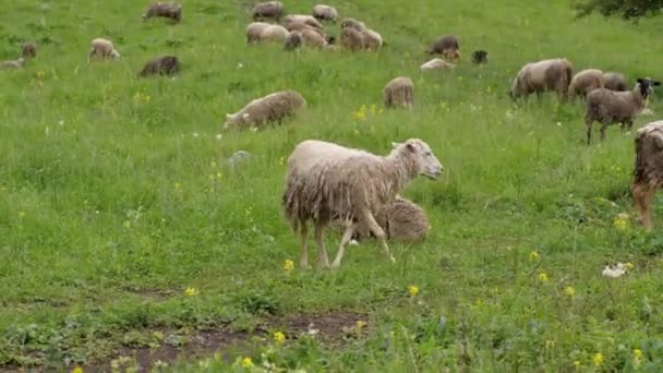 Uma Manada Ovelhas Com Suja Derramando Pasto Montanha Conceito Agricultura — Vídeo de Stock