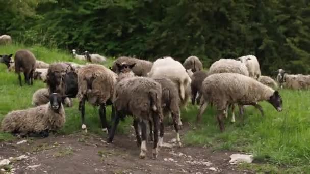 Fårhjord Med Smutsig Ull Betesmark Bergen Ryssland Begreppet Jordbruk — Stockvideo