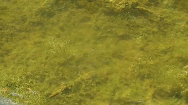 Luftblasen Treten Vom Grund Des Waldsees Aus Grünalgen Sind Durch — Stockvideo