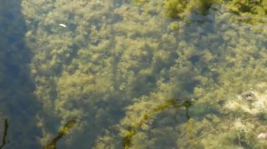 Yeşil algler orman gölünün berrak sularından görülebilir. Kamera aşağıdan yukarıya doğru hareket ediyor. Vahşi yaşam kavramı.